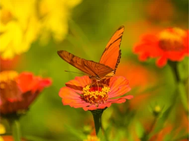 Mariposa Car